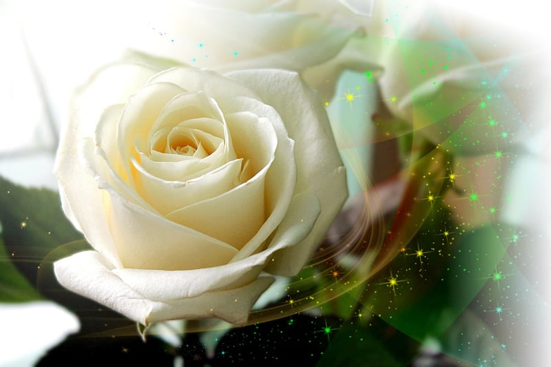 Magic-Inspired Blooms