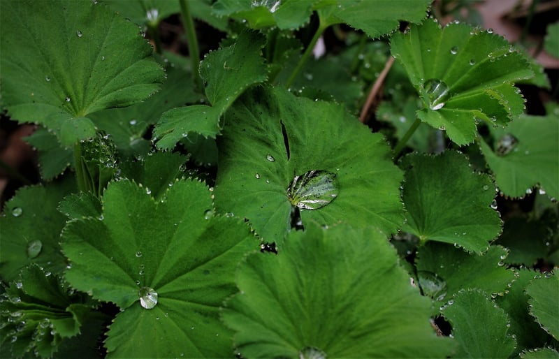 Lady's Mantle