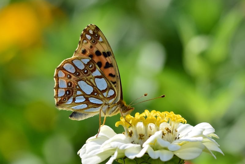 Zinnia Flowers